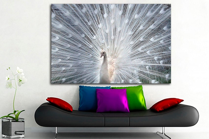 Peafowl white Print on canvas Peacock print Birds wall art Animals decor