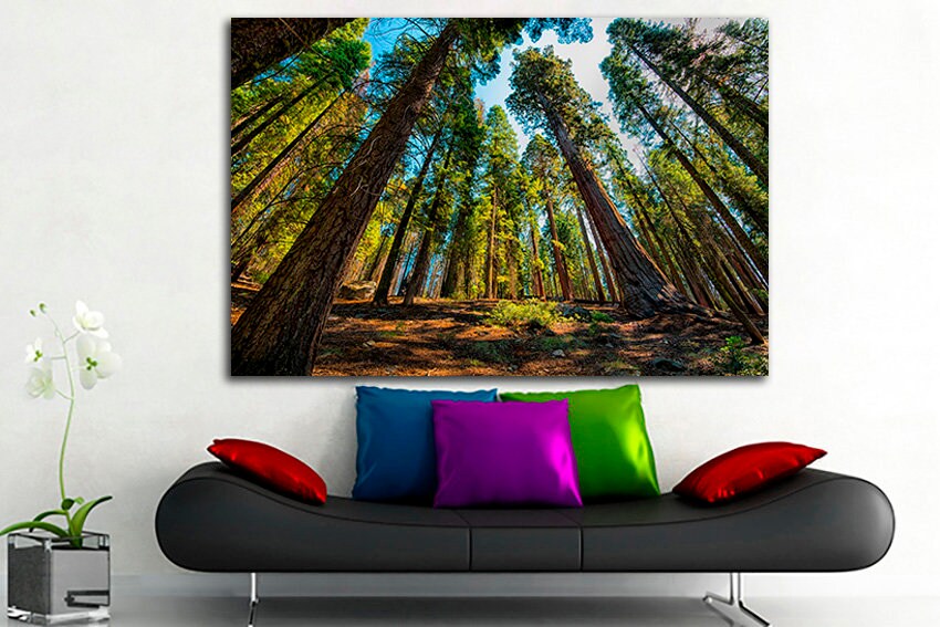 Sequoia wall art Forest canvas Trees décor Kings National Park Redwood Nature home artwork Yosemite