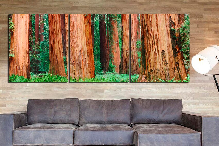 Sequoia tree art Forest canvas Redwood print California decor National park art Nature home art Forest artwork Fine artwork Ready to hang